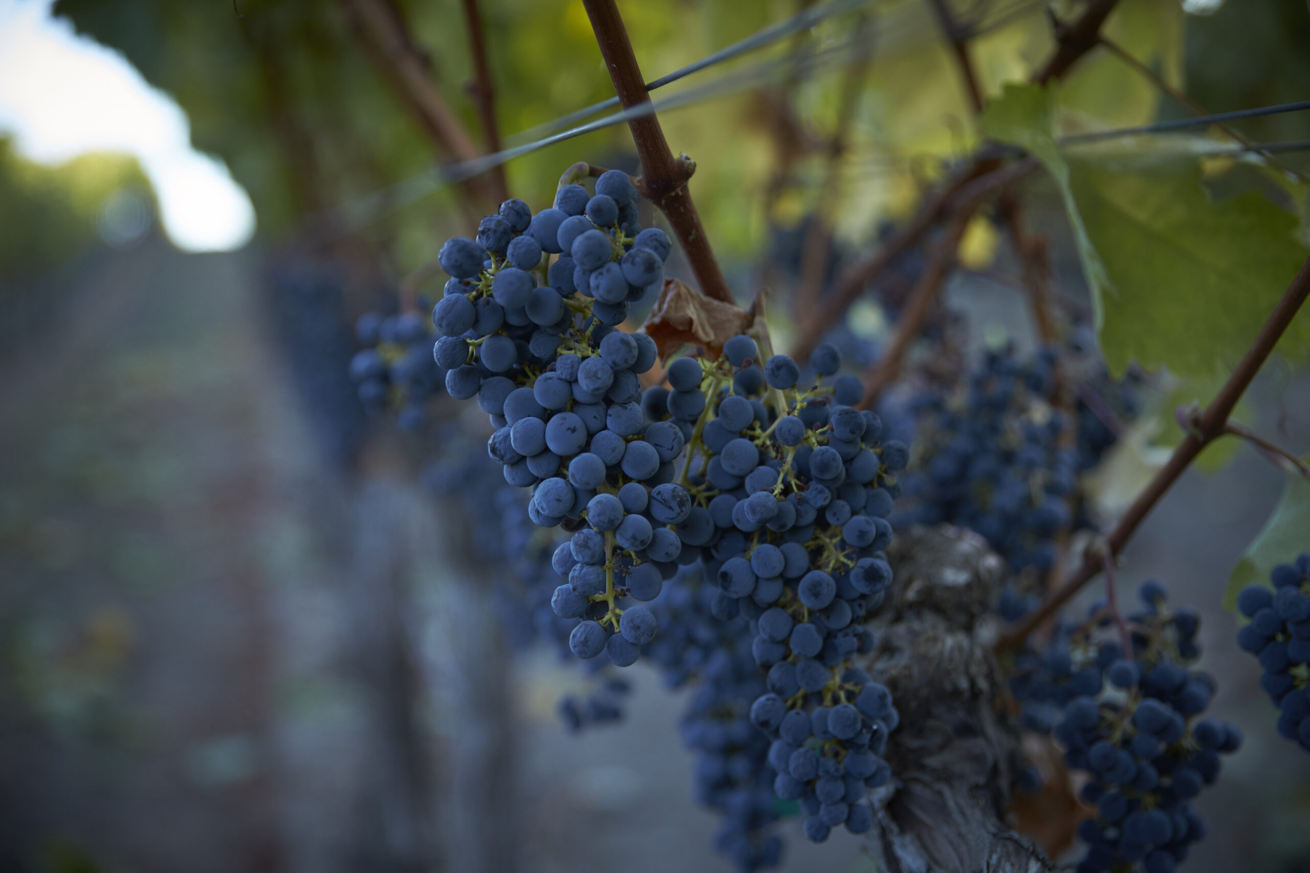 grapes on the vine